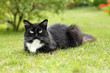 Chat Couché