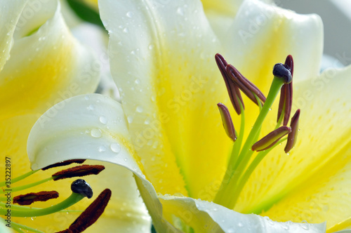 Photo: Yellow lilly with water drop Yellow lilly with water drop