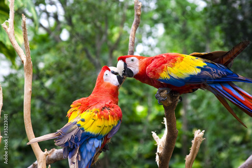 Foto: Love Parrot Love Parrot