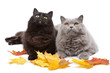Foto: cats and autumn leaves isolated cats and autumn leaves isolated