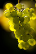 Foto: Weinrebe Weinrebe