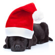 cute little santa