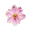 Anemone flower