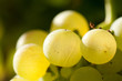 Weinreben 11.126 Weinreben 11.126
