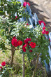 rosas vermelhas 2