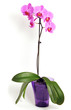 Pink orchid flower