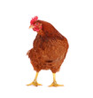 Hen isolated on white.