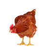 Foto: Hen isolated on white. Hen isolated on white.
