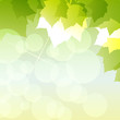 green leaves natural background