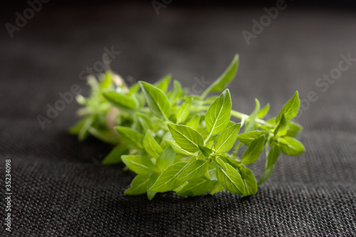 Photo: Branches of fresh basil Branches of fresh basil