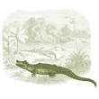 Crocodile