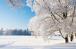 Winter park in snow Winter park in snow