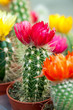 Foto: blooming cactus blooming cactus
