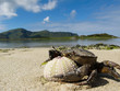 Big crab with sea urchin on the beach Big crab with sea urchin on the beach