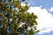 albero