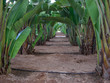 Bananen Plantage