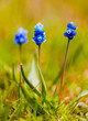 Foto: Muscari commutatum Muscari commutatum