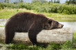 Bear Sleeping on a Log