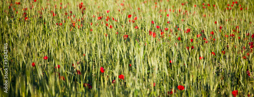 Foto: Field of poppies Field of poppies