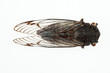 Cicada