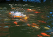 Fish (Koi) fight for food. Fish (Koi) fight for food.
