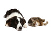 Hund und Katz 4/2011