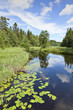 River with water lily leaf