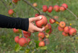 cueillette de pomme