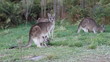 kangaroo with joey