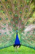 Peacock showing feathers