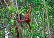 orangutang in action