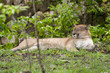 puma relaxando