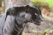 pantera negra