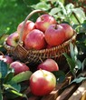 Herbst