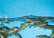 salmon swimming in aquarium