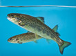 salmon swimming in aquarium salmon swimming in aquarium