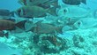 Shoal of crescent tail bigeye fish