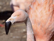 Pink Chilean Flamingo Close Up