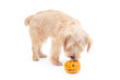 ハロウィンのノーフォークテリア