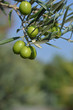 Foto: olive olive