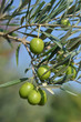 olive