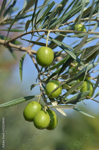 Photo: olive olive