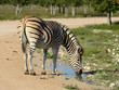 Zebra drinking from a puddle Zebra drinking from a puddle