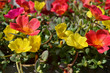 Foto: portulaca portulaca