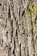 Tree bark texture of maple tree