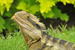 Eastern water dragon