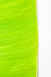 banana leaf