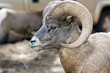 Bighorn Sheep