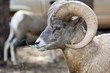 Bighorn Sheep