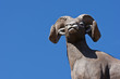 Bighorn Sheep